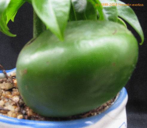 Castanospermum australe SIfr