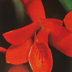 Cattleya aurantiaca