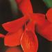 Cattleya aurantiaca flower cattleya aurantiaca k