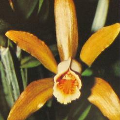 Cattleya Forbesii