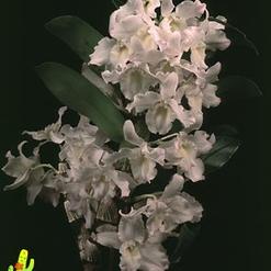 Cattleya hybrid