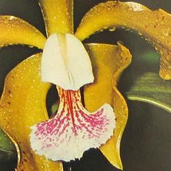 Cattleya species