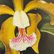 Cattleya species flower cattleya sp k