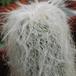 Cephalocereus senilis