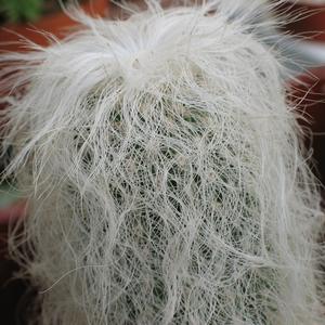 Cephalocereus senilis