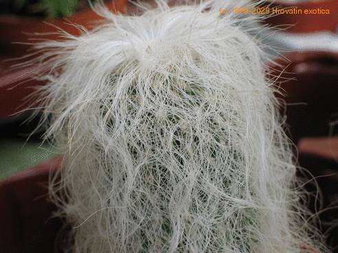 Cephalocereus senilis