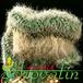 Cephalocereus senilis cristata 474