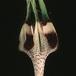 Ceropegia radicans-1407