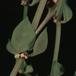 Ceropegia radicans-1408
