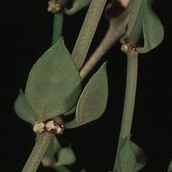 Ceropegia radicans