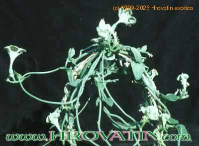 Ceropegia sandersonii 1013