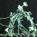 Ceropegia sandersonii 1013
