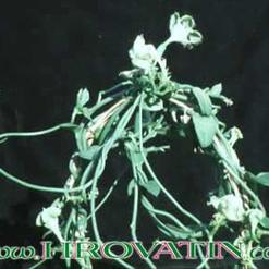 Ceropegia sandersonii