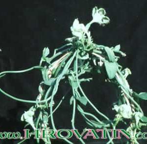 Ceropegia sandersonii