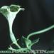 Ceropegia sandersonii flower 1014
