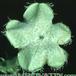 Ceropegia sandersonii flower 1015