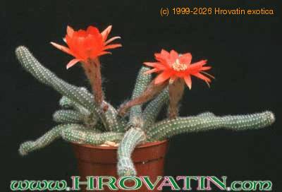 Chamaecereus silvestrii 203