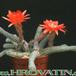Chamaecereus silvestrii 203