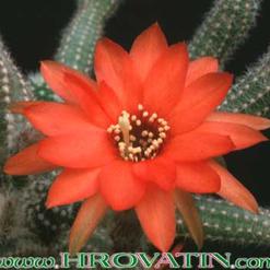 Chamaecereus silvestrii