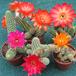 Chamaecereus silvestrii hybrid 1
