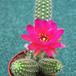 Chamaecereus silvestrii hybrid 2
