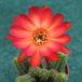 Chamaecereus silvestrii hybrid 3
