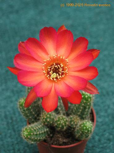 Chamaecereus silvestrii hybrid 3