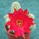 Chamaecereus silvestrii hybrid 4