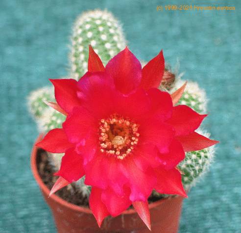 Chamaecereus silvestrii hybrid 4