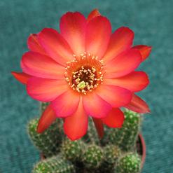 Chamaecereus silvestrii hybrid