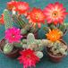 Chamaecereus silvestrii hybrid SIb