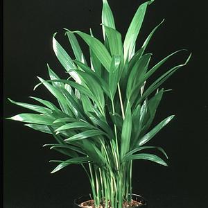 Chamaedorea costaricana