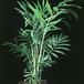 Chamaedorea elegans 1884