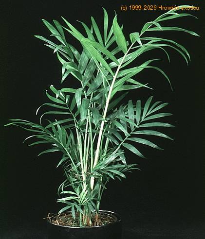 Chamaedorea elegans 1884