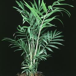 Chamaedorea elegans