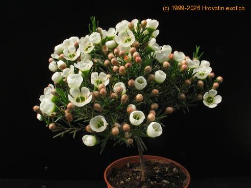 Chamelaucium sp. 2