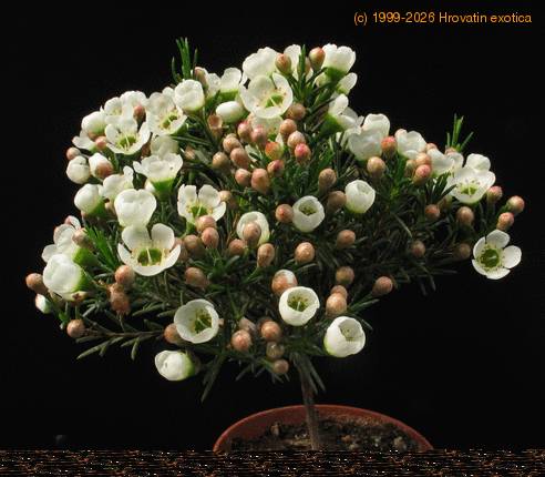 Chamelaucium sp SIb