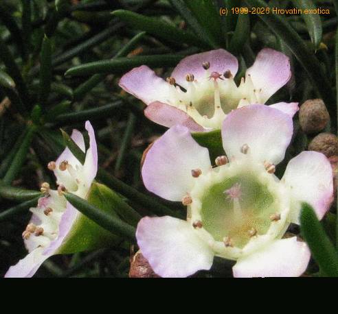 Chamelaucium sp SIf