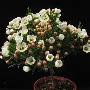 Chamelaucium species