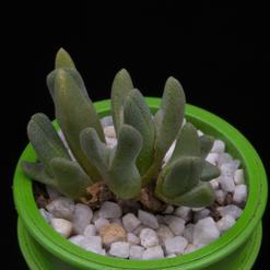 Cheiridopsis carolischmidtii