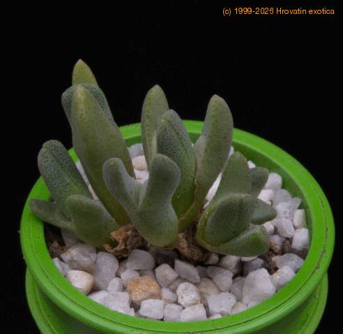 Cheiridopsis carolischmidtii MOP