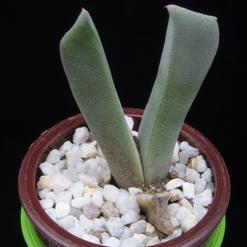 Cheiridopsis cigarettifera