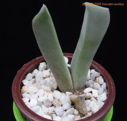 Cheiridopsis cigarettifera MOP