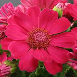 Cineraria species