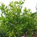 Citrus aurantium bvrt