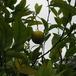 Citrus aurantium bvrt1
