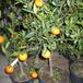 Citrus lemon 2