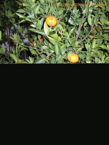 Citrus lemon 2