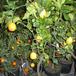 Citrus lemon 3 1