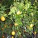 Citrus lemon 3